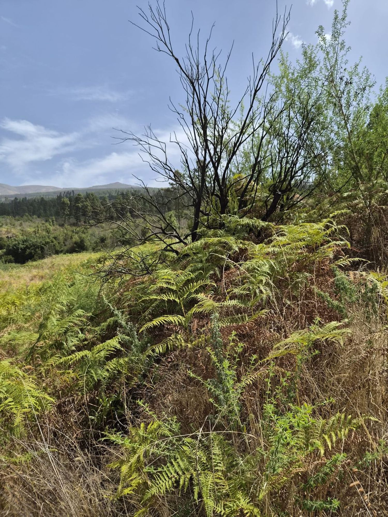 Terrenos en Orotava, La — imagen 8