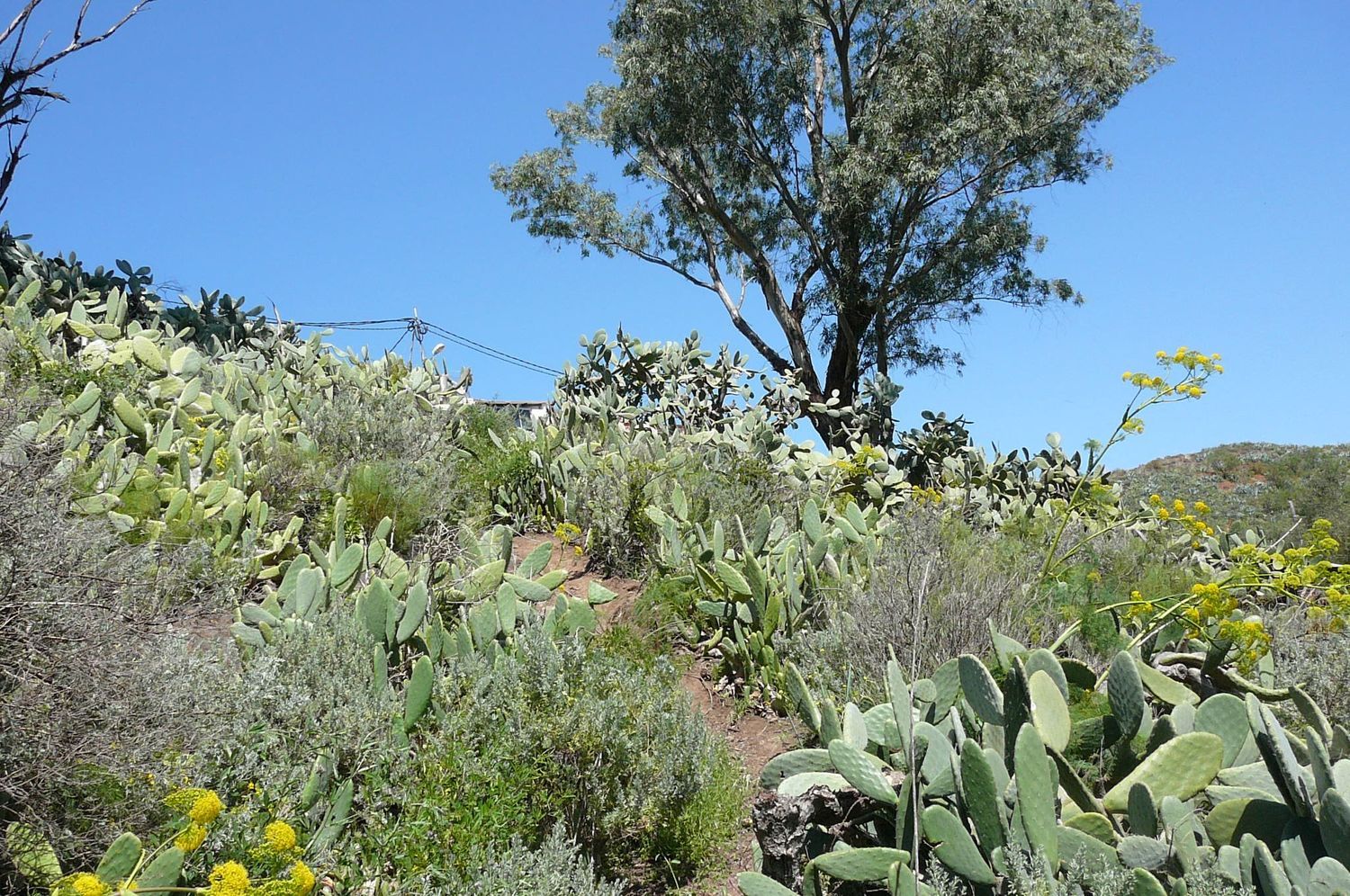 Terrenos en Vega de San Mateo — imagen 2