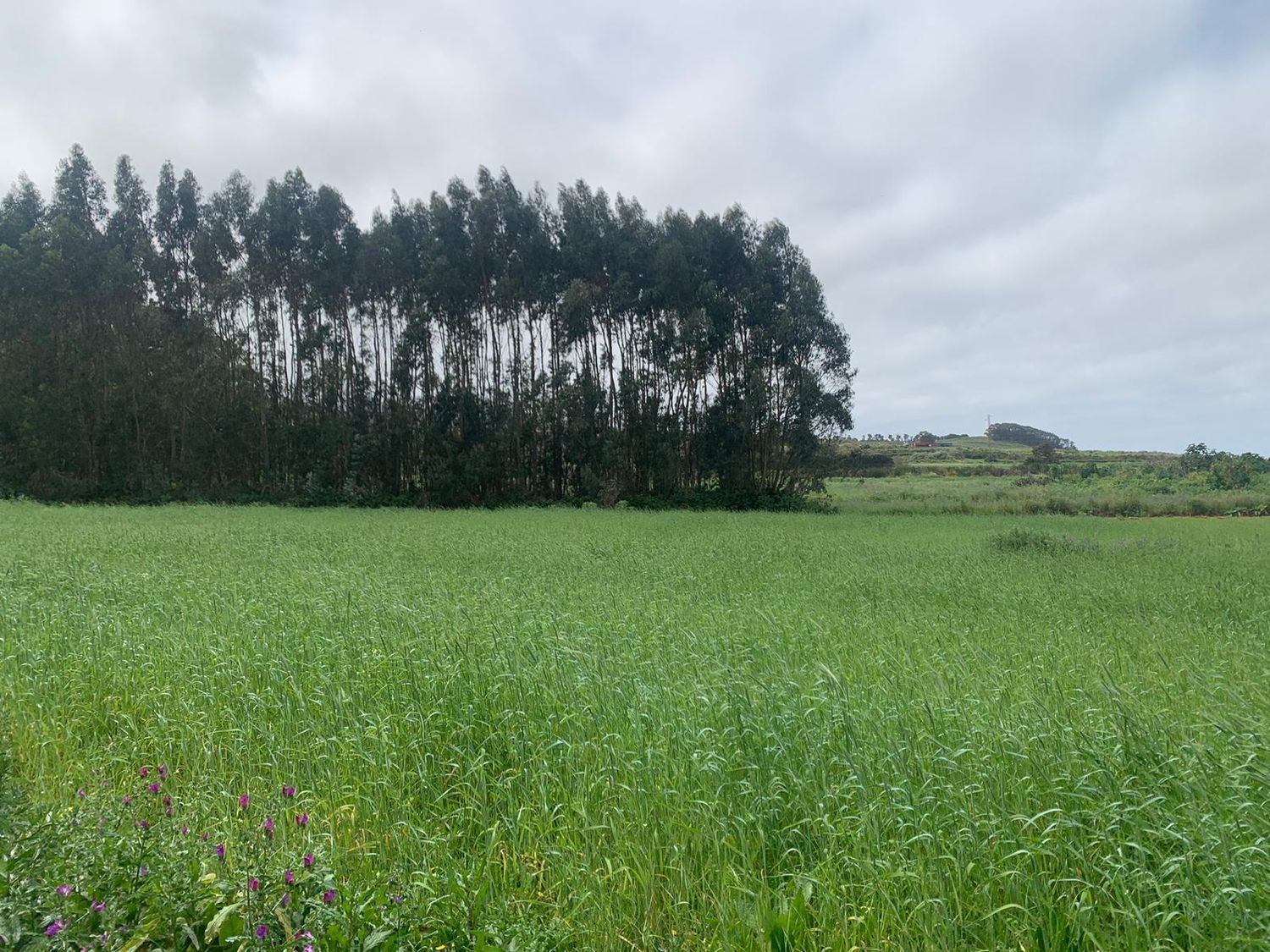 Terrenos en San Cristóbal de La Laguna, LA LAGUNA — imagen 8
