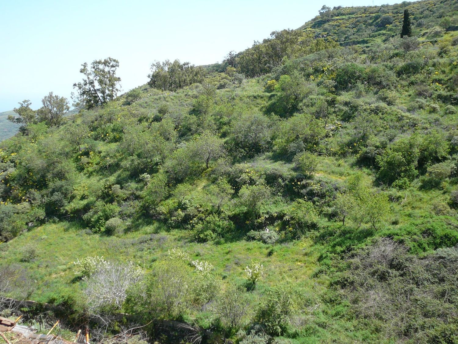 Terrenos en Vega de San Mateo — imagen 6