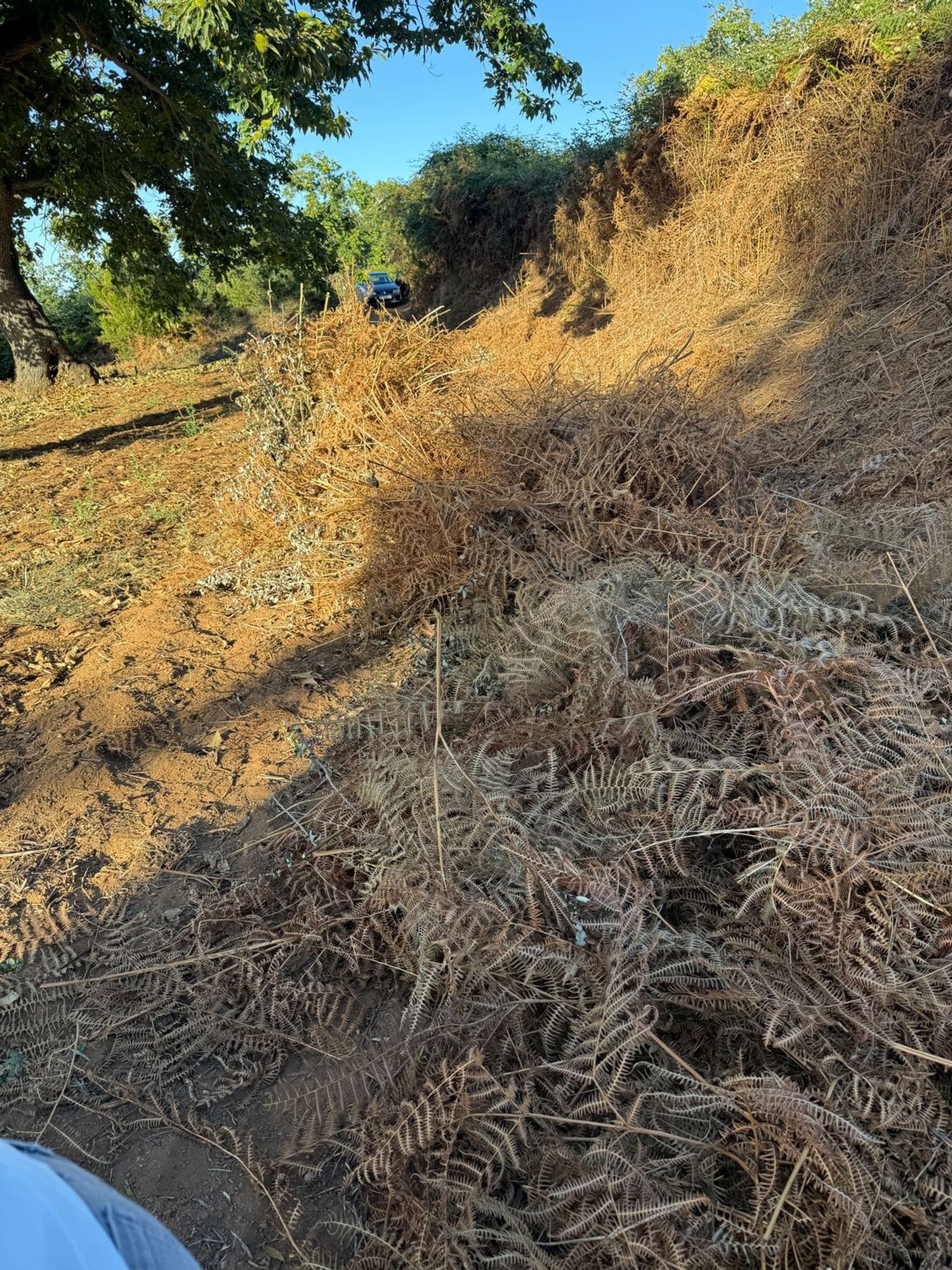 Terrenos en Matanza de Acentejo, La — imagen 12