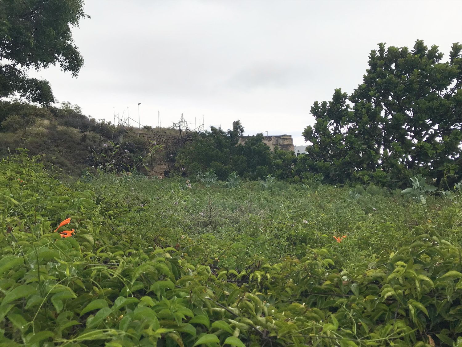 Terrenos en Güímar — imagen 6