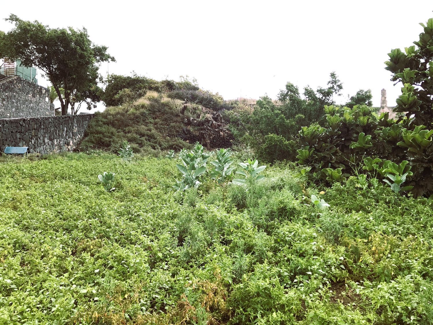 Terrenos en Güímar — imagen 16