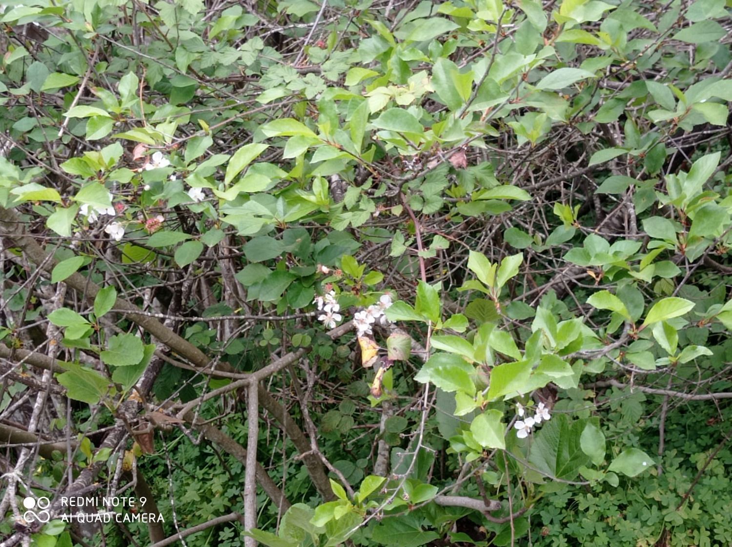 Terrenos en Moya — imagen 73