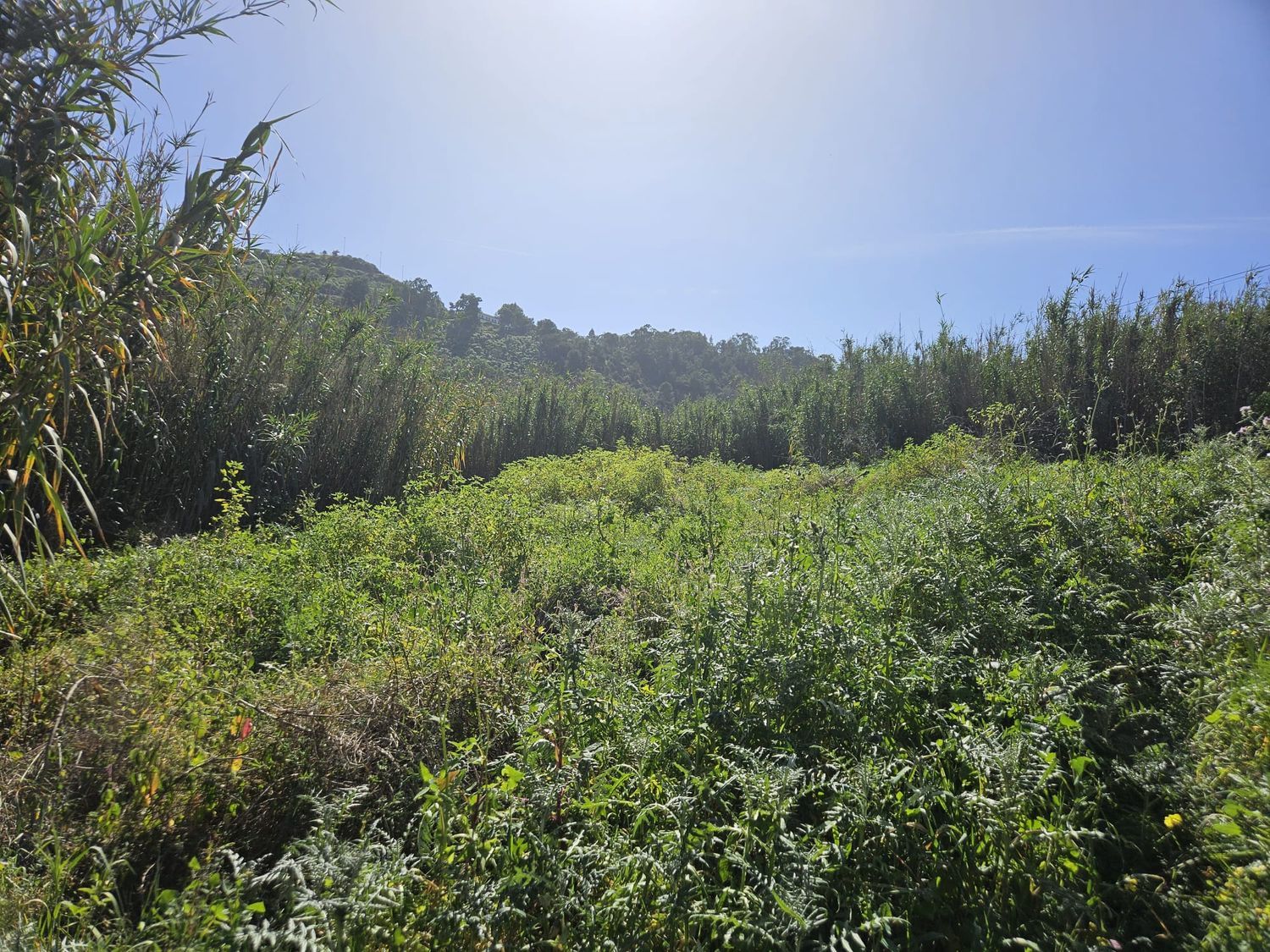 Terrenos en Arucas — imagen 3