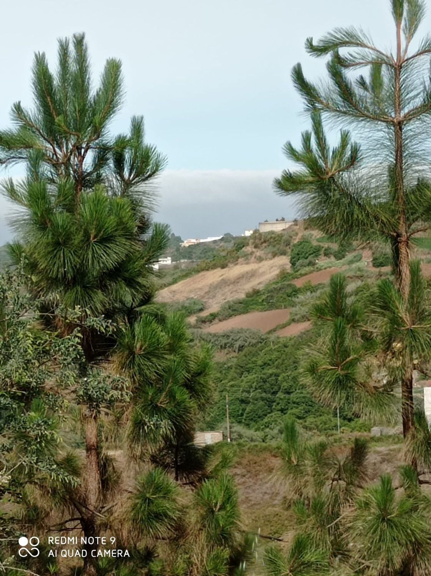 Terrenos en Moya — imagen 69