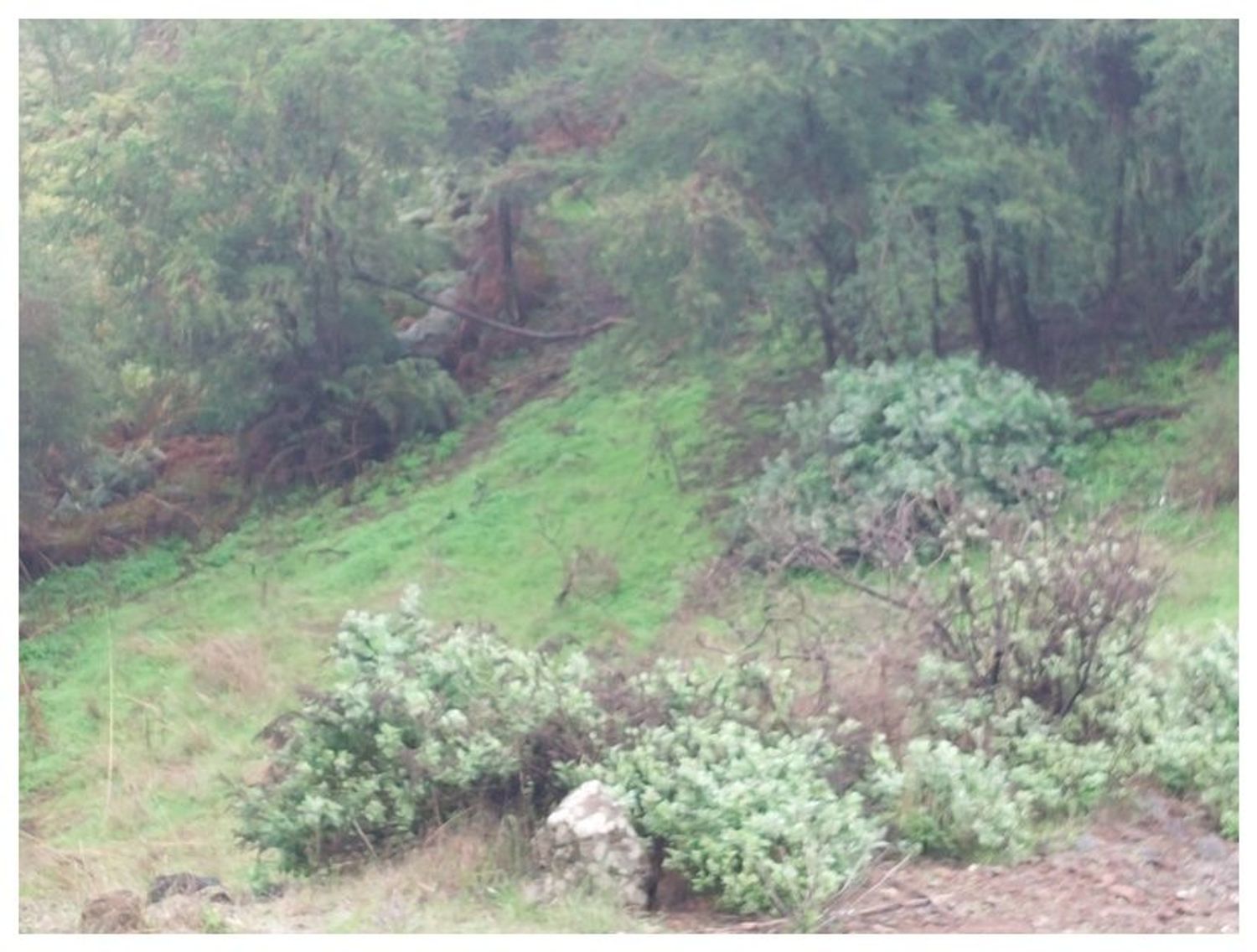 Terrenos en Moya — imagen 17