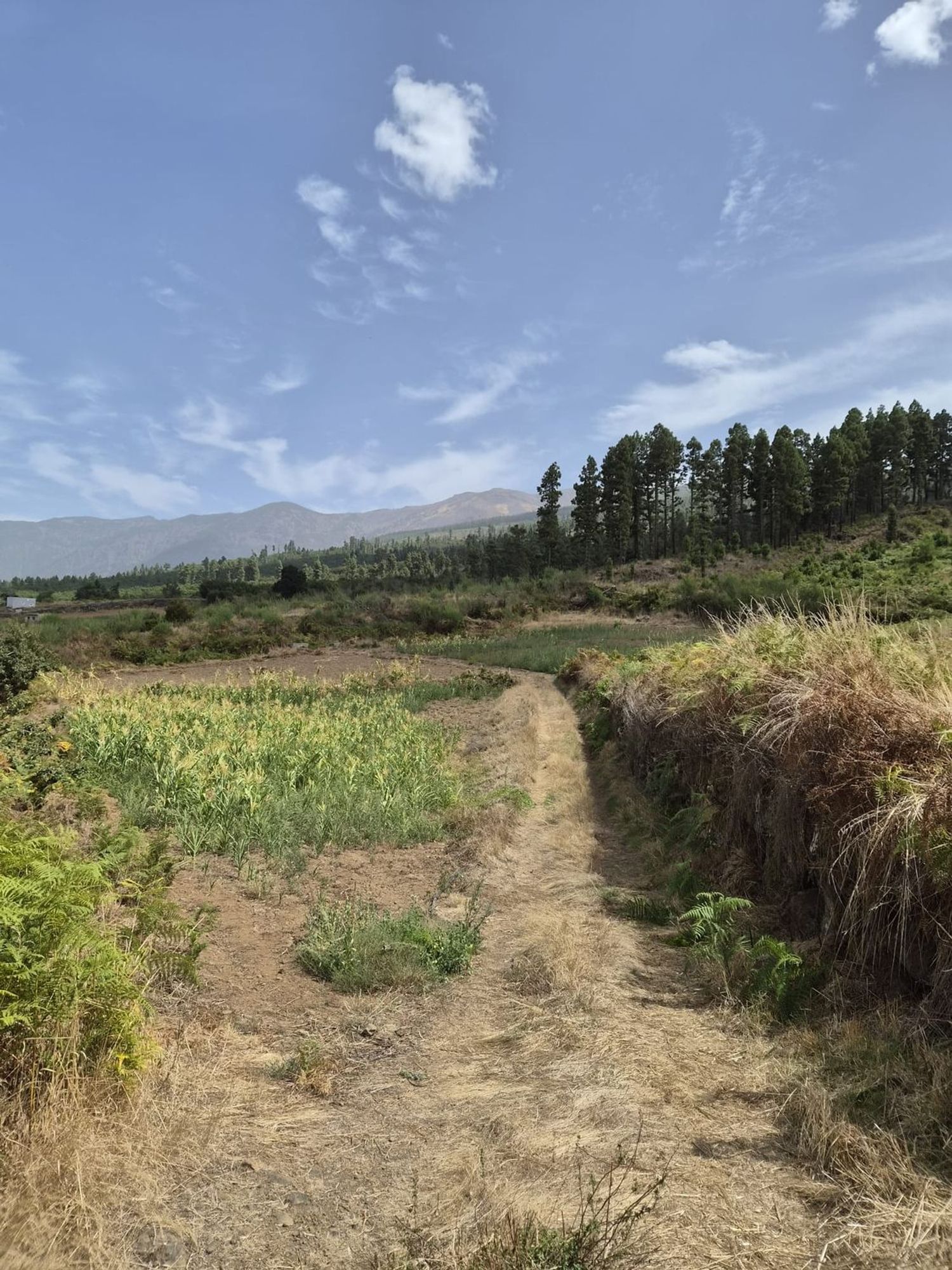 Terrenos en Orotava, La — imagen 3