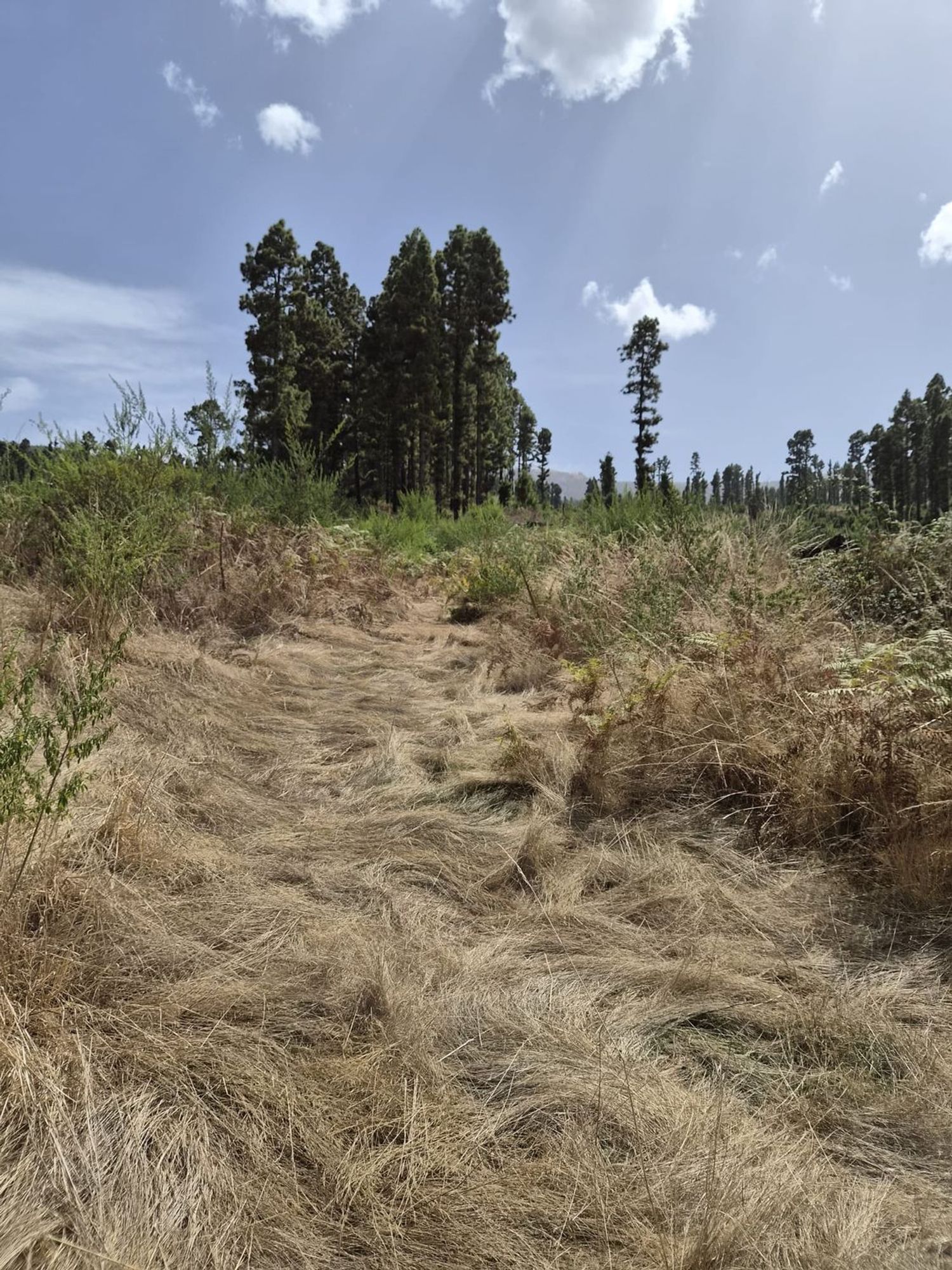 Terrenos en Orotava, La — imagen 9