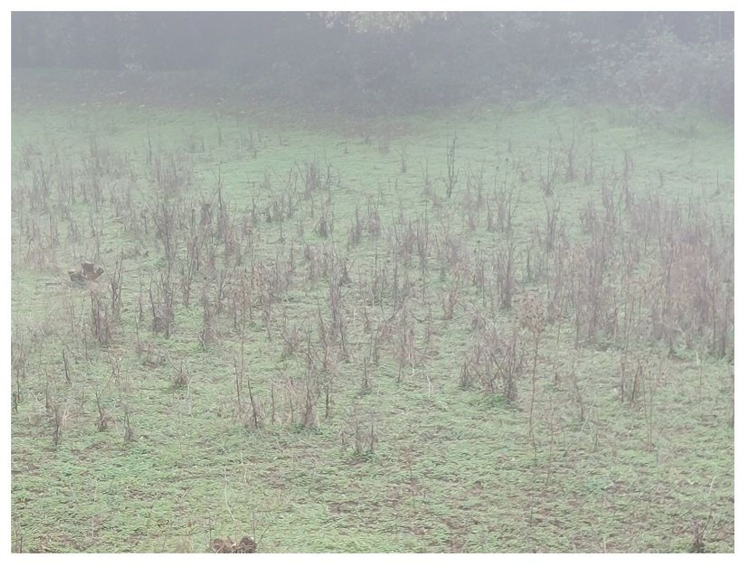 Terrenos en Moya — imagen 11