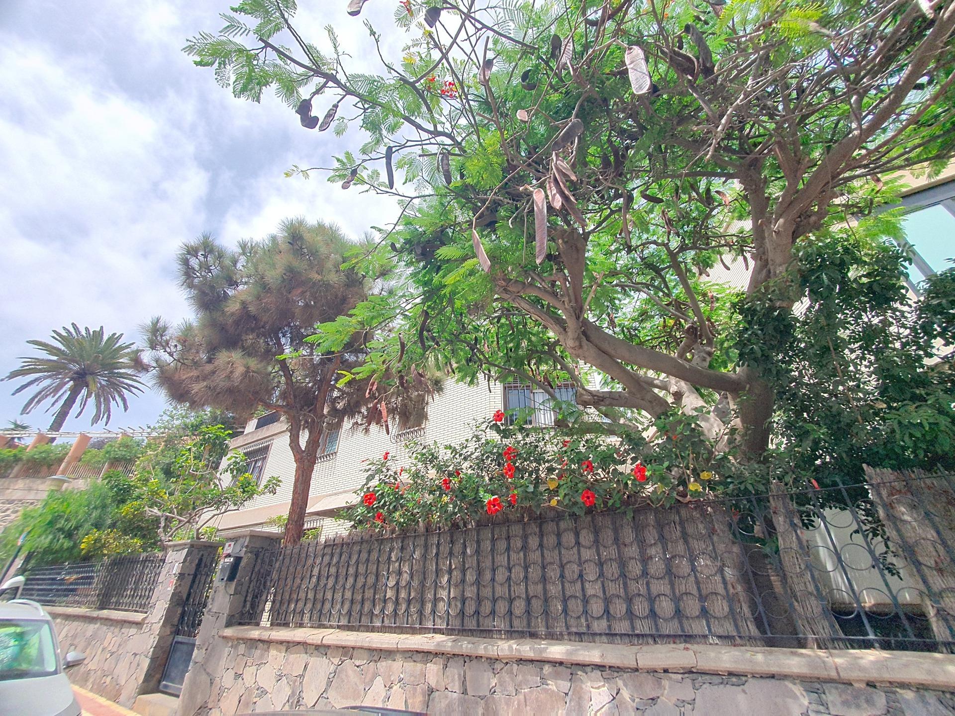 Independientes en Palmas de Gran Canaria, Las, Ciudad Jardín — imagen 36