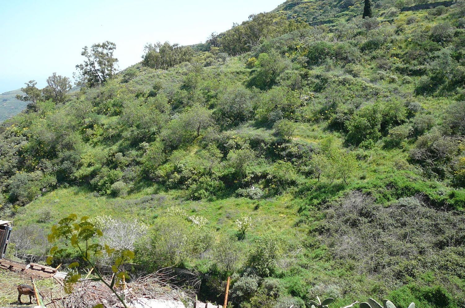 Terrenos en Vega de San Mateo — imagen 5