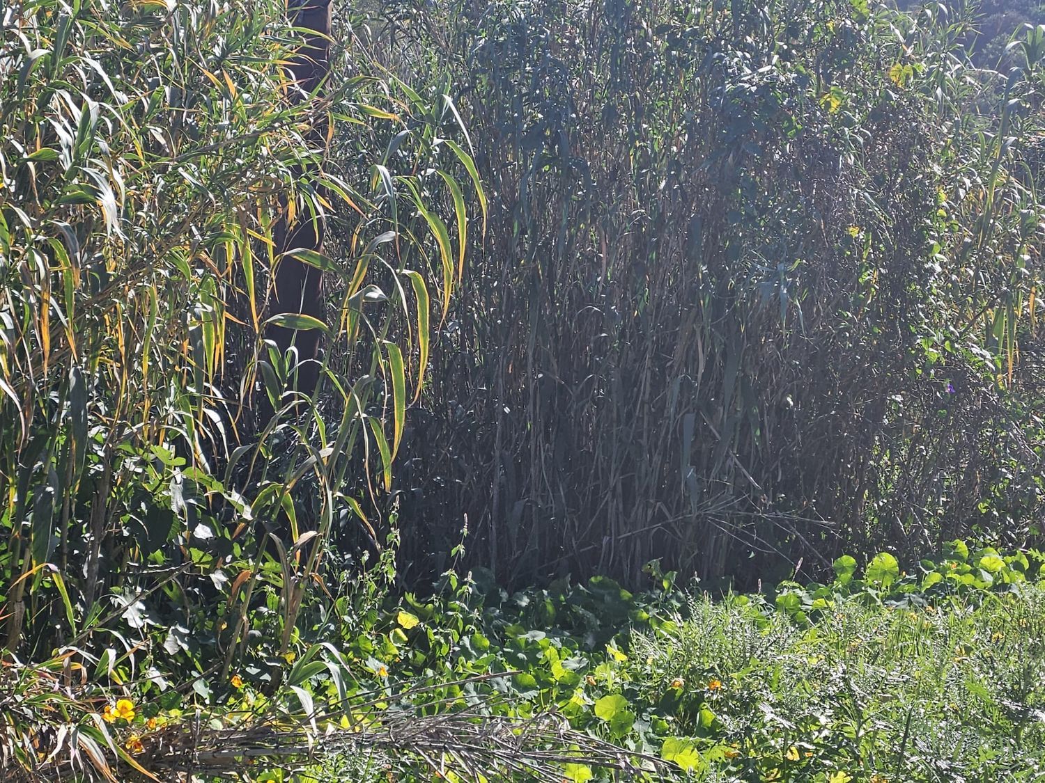 Terrenos en Arucas — imagen 2
