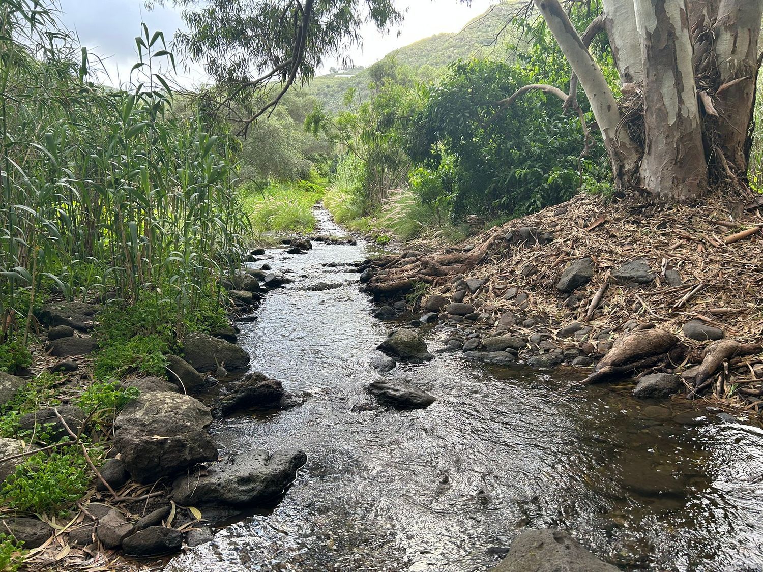 Terrenos en Palmas de Gran Canaria, Las, San Lorenzo — imagen 3