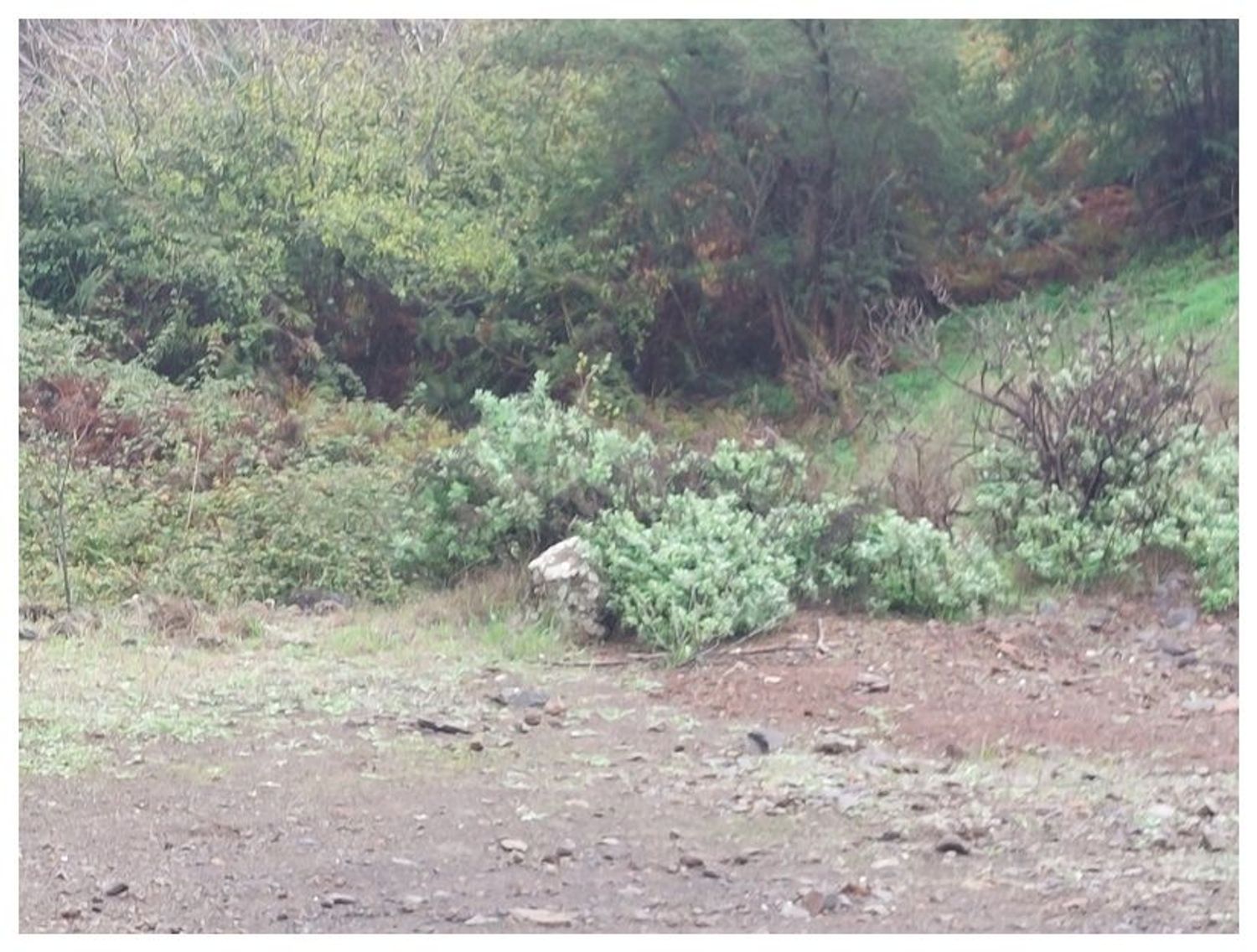 Terrenos en Moya — imagen 9