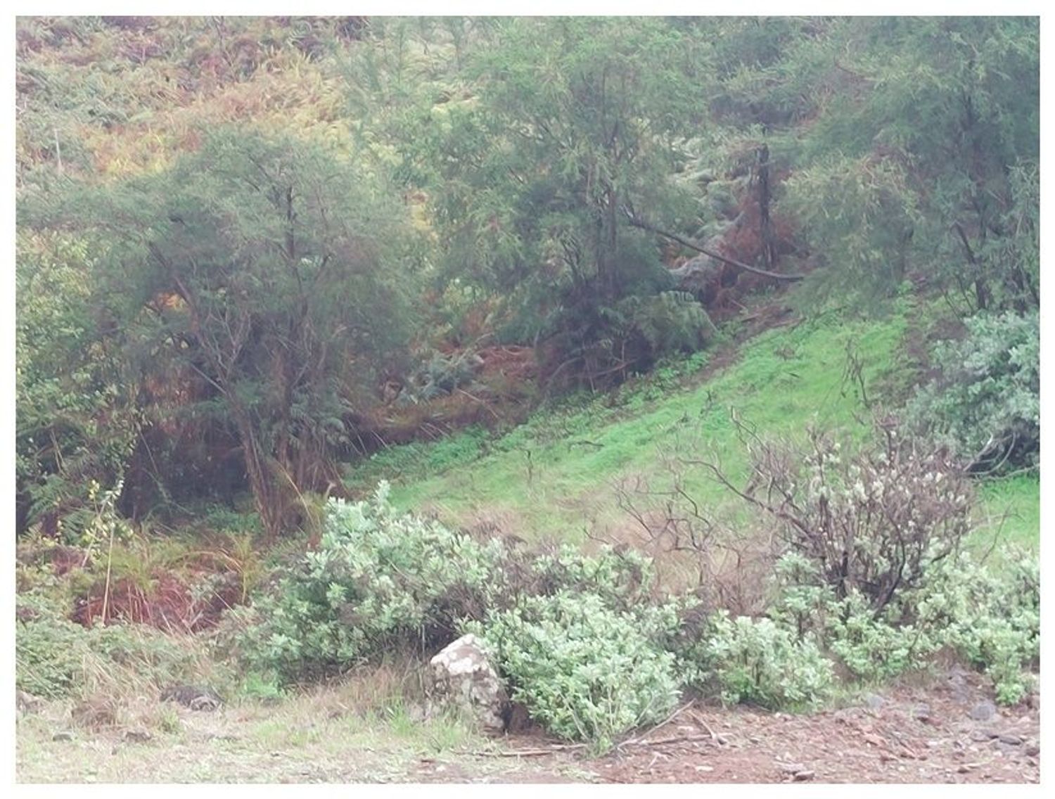 Terrenos en Moya — imagen 10