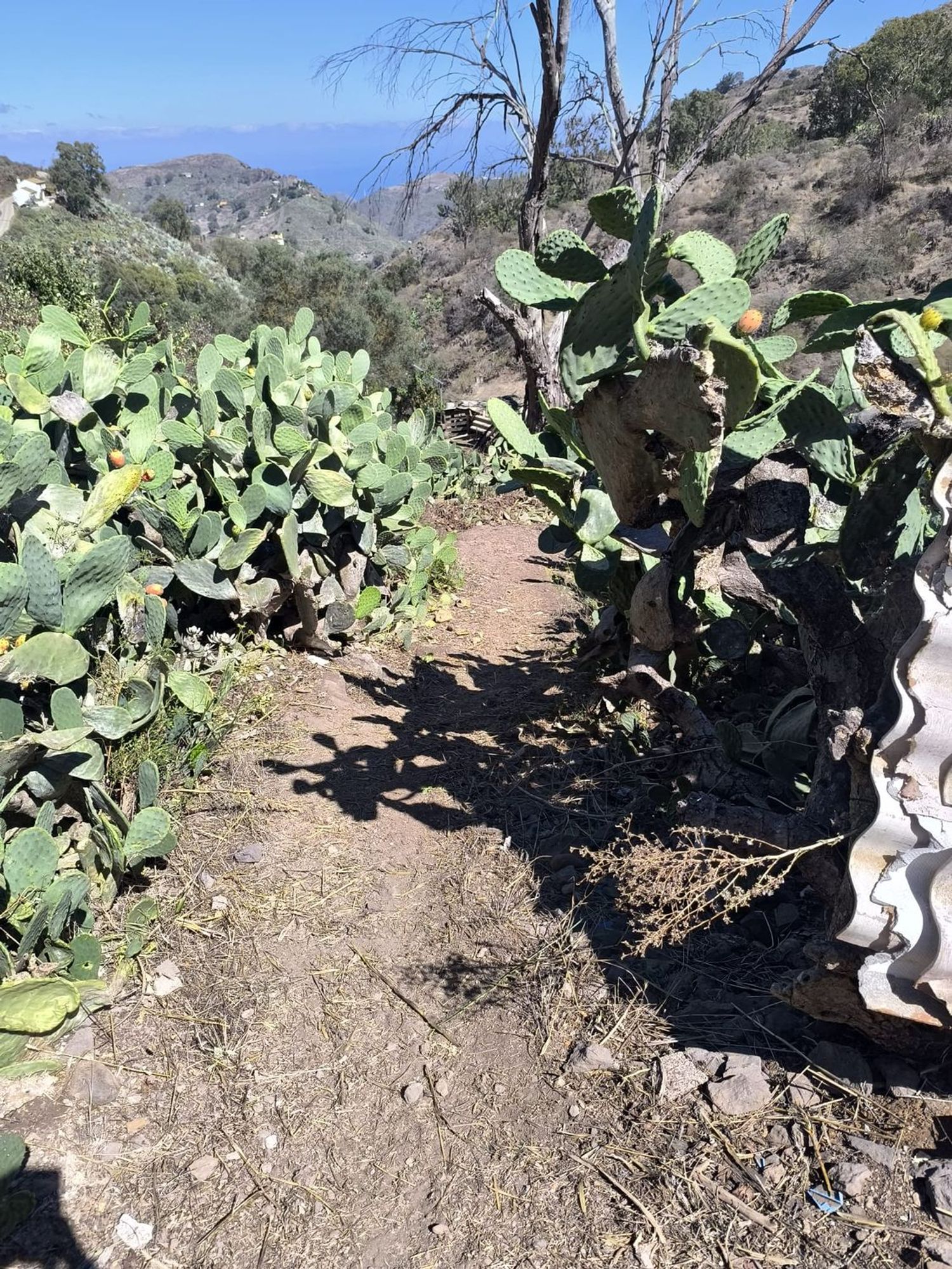 Terrenos en Vega de San Mateo — imagen 18