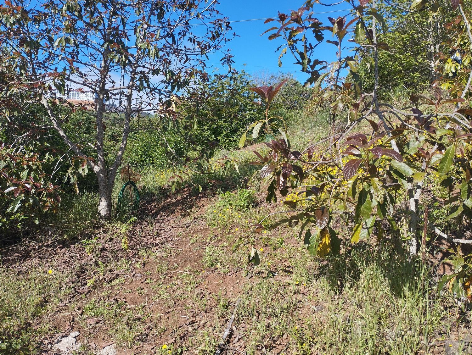 Terrenos en Moya — imagen 51